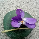 phoca_thumb_m_kytiky a ba 35 Fotogalerie